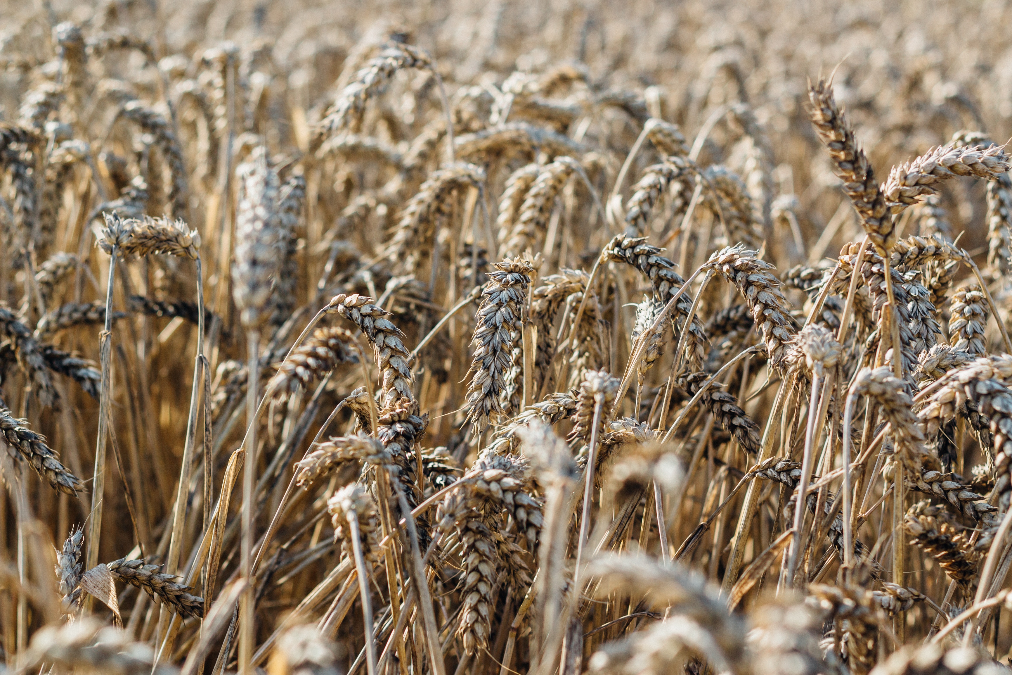 Water, Fields and Grains: Farming for Iran’s Future