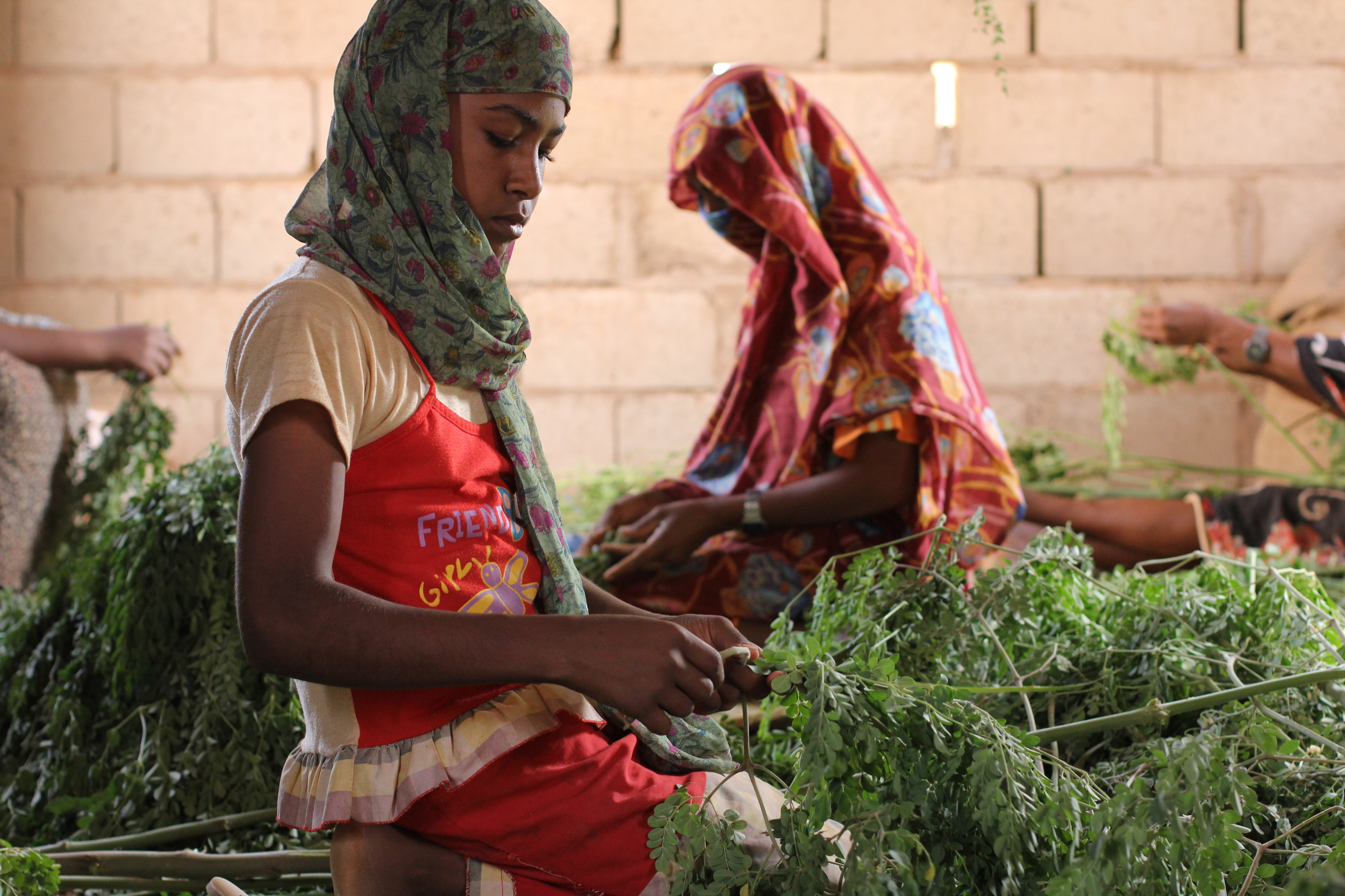 Empowering Villagers through Diminishing Musharakah Financing in Wad Balal (Sudan)